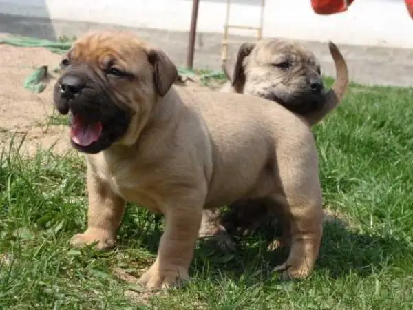 Pure Bred Boerboel Puppies For Sale